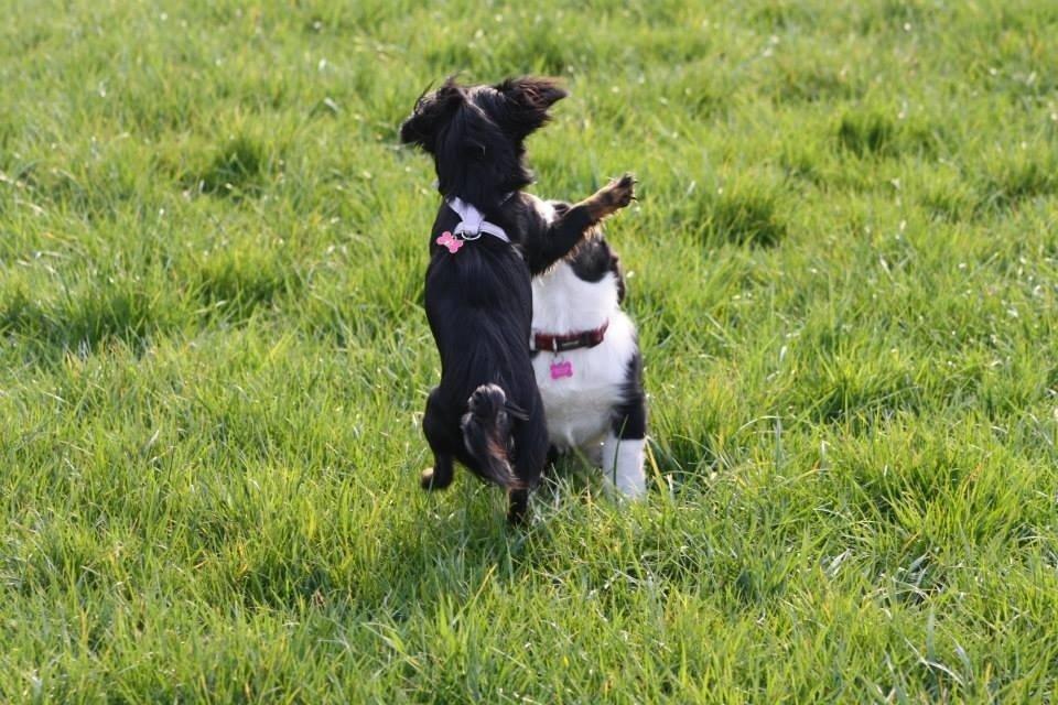 Blanding af racer Tessi billede 5