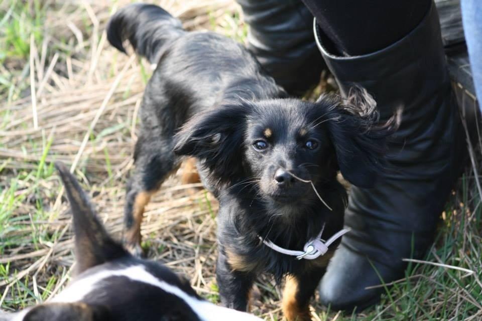 Blanding af racer Tessi billede 36