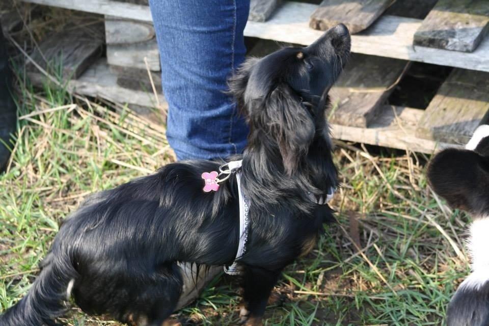 Blanding af racer Tessi billede 21