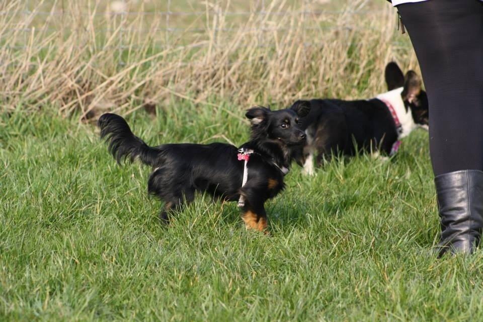 Blanding af racer Tessi billede 24