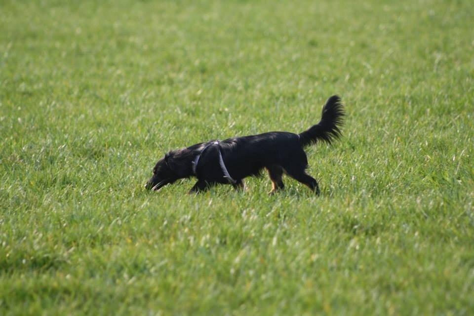 Blanding af racer Tessi billede 8