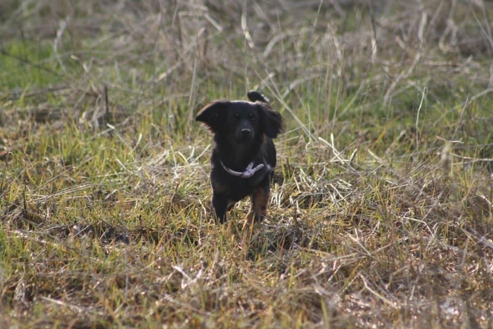 Blanding af racer Tessi billede 42