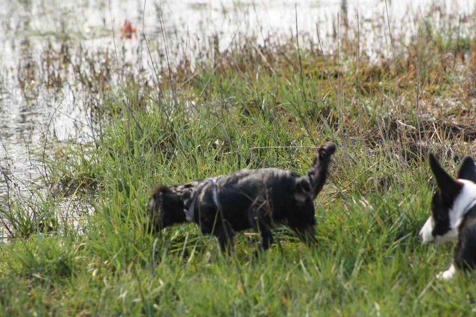 Blanding af racer Tessi billede 25