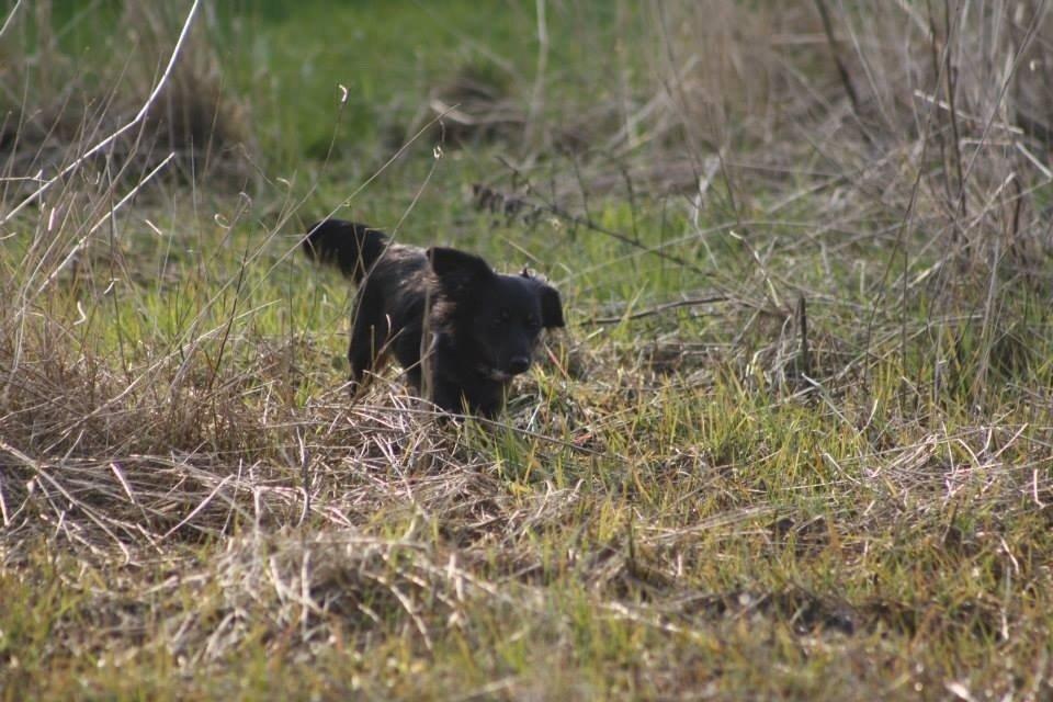 Blanding af racer Tessi billede 12