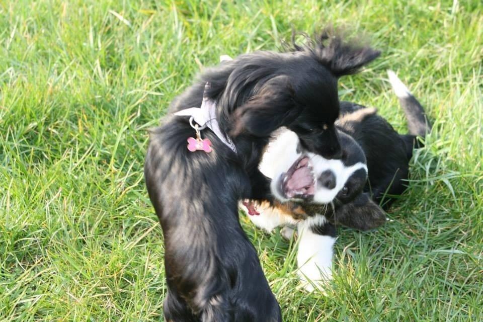 Blanding af racer Tessi billede 27