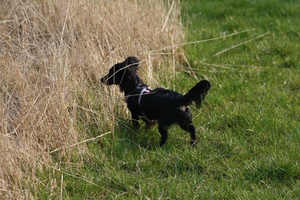 Blanding af racer Tessi billede 19