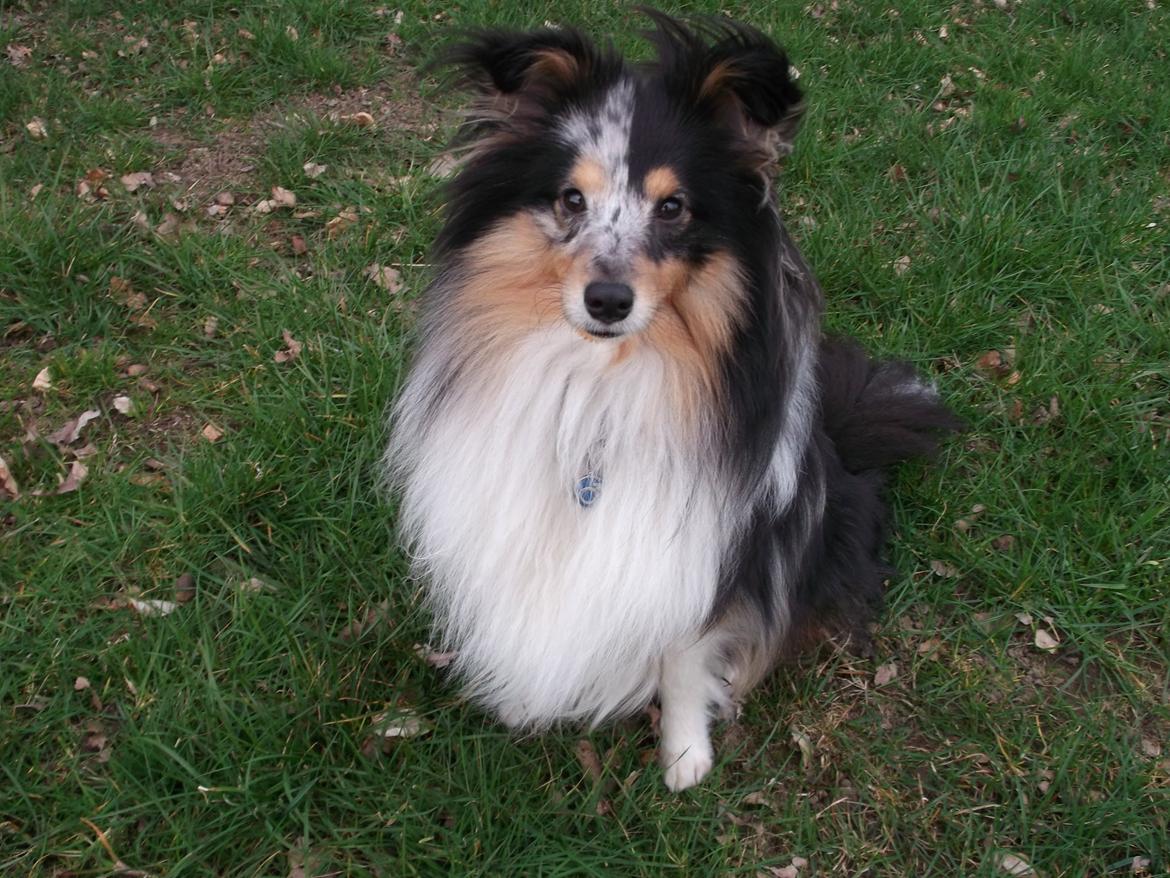 Shetland sheepdog Meeko - 1 år & 4 dage gammel ;) billede 4