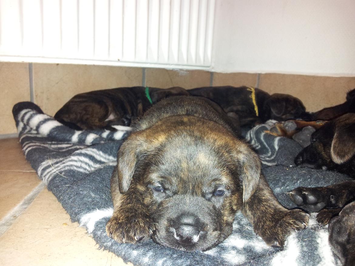 Blanding af racer Hercules billede 1