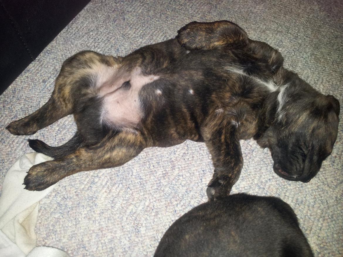 Blanding af racer Hercules billede 3