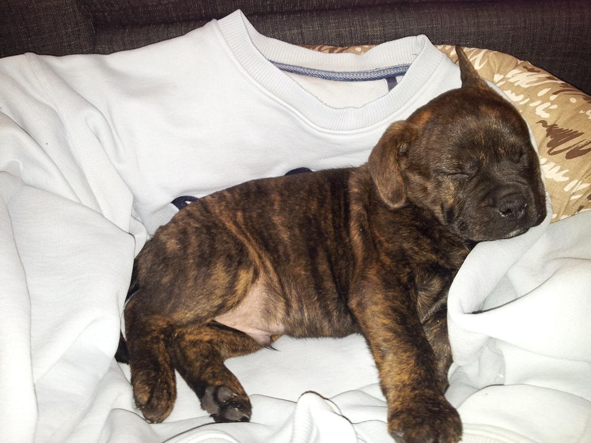 Blanding af racer Hercules billede 6