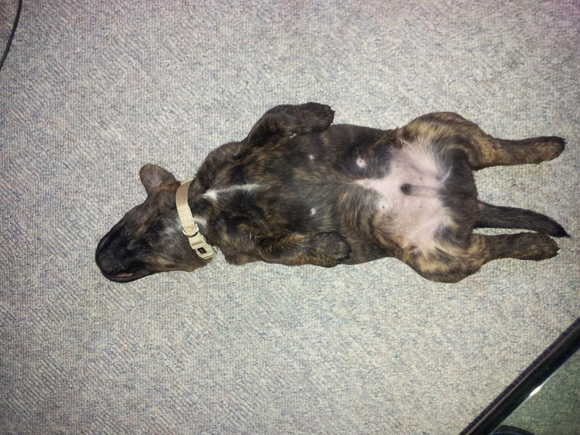 Blanding af racer Hercules billede 7