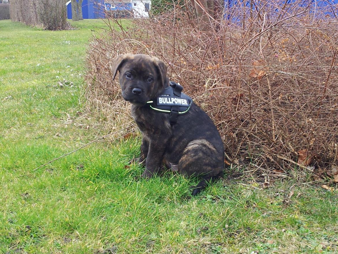 Blanding af racer Hercules billede 11