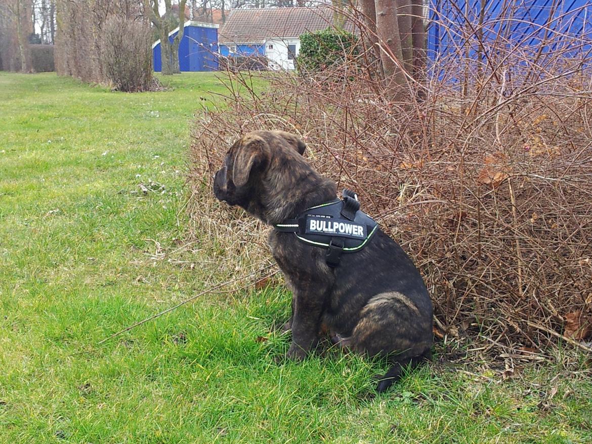 Blanding af racer Hercules billede 12