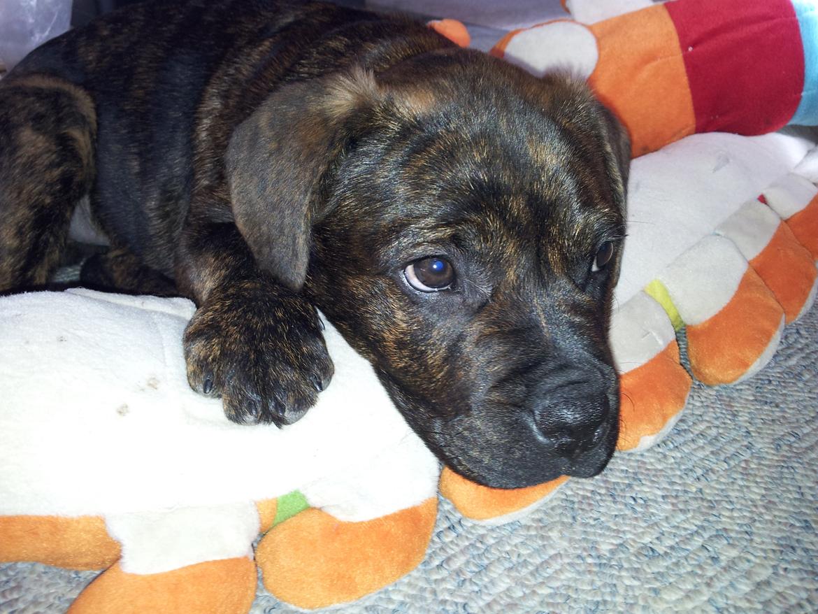 Blanding af racer Hercules billede 13