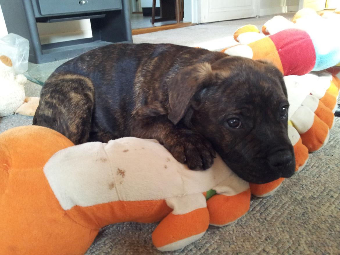 Blanding af racer Hercules billede 14