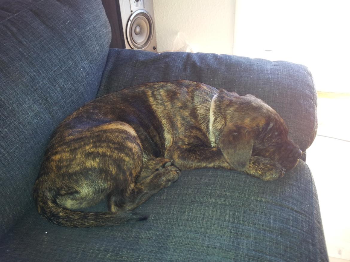 Blanding af racer Hercules billede 15