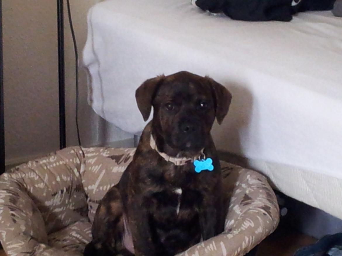 Blanding af racer Hercules billede 16