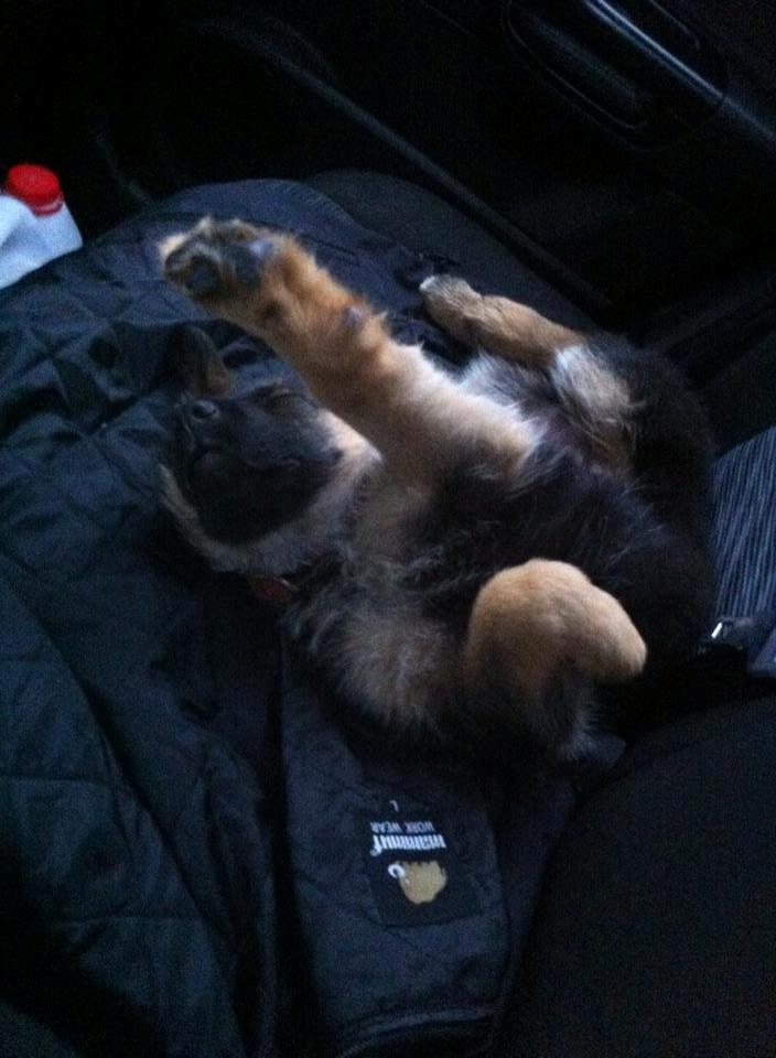 Schæferhund Jolly billede 1