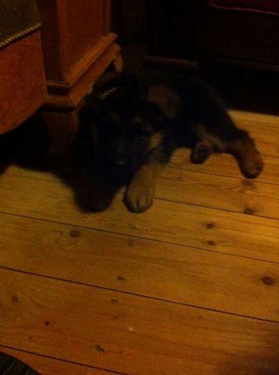 Schæferhund Jolly billede 2