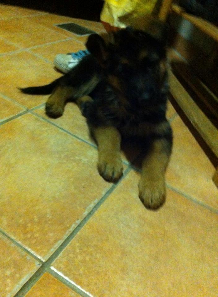 Schæferhund Jolly billede 4