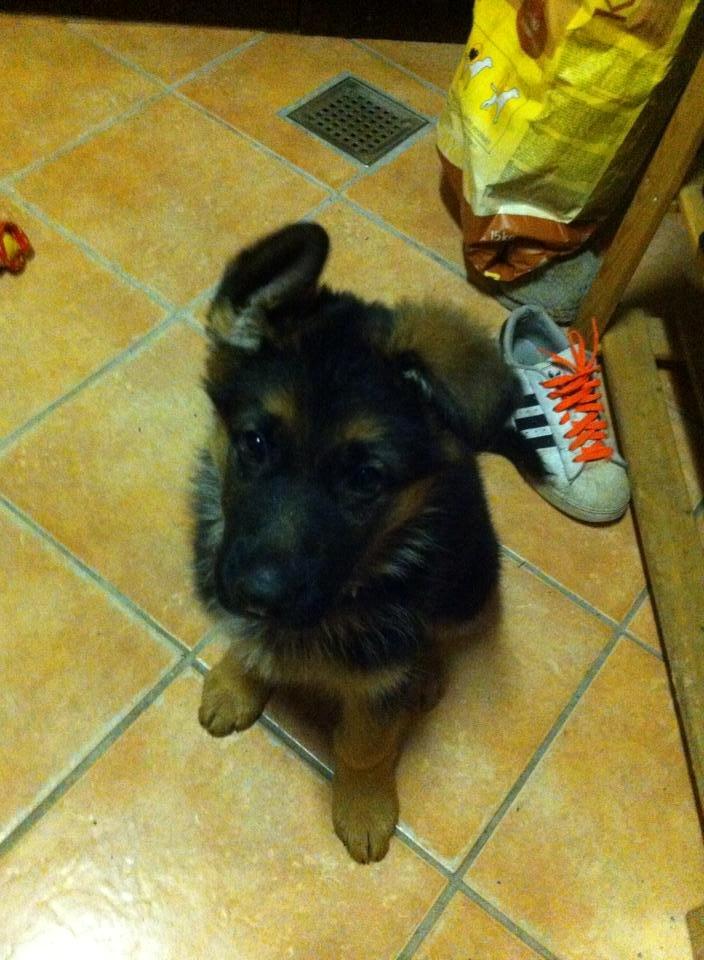 Schæferhund Jolly billede 3