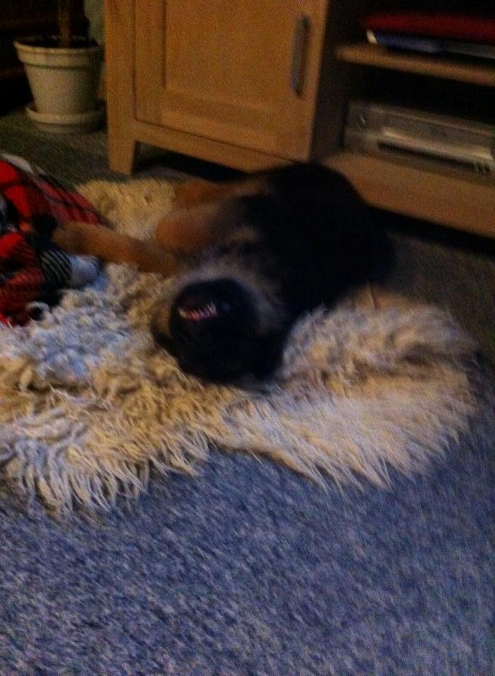 Schæferhund Jolly billede 5