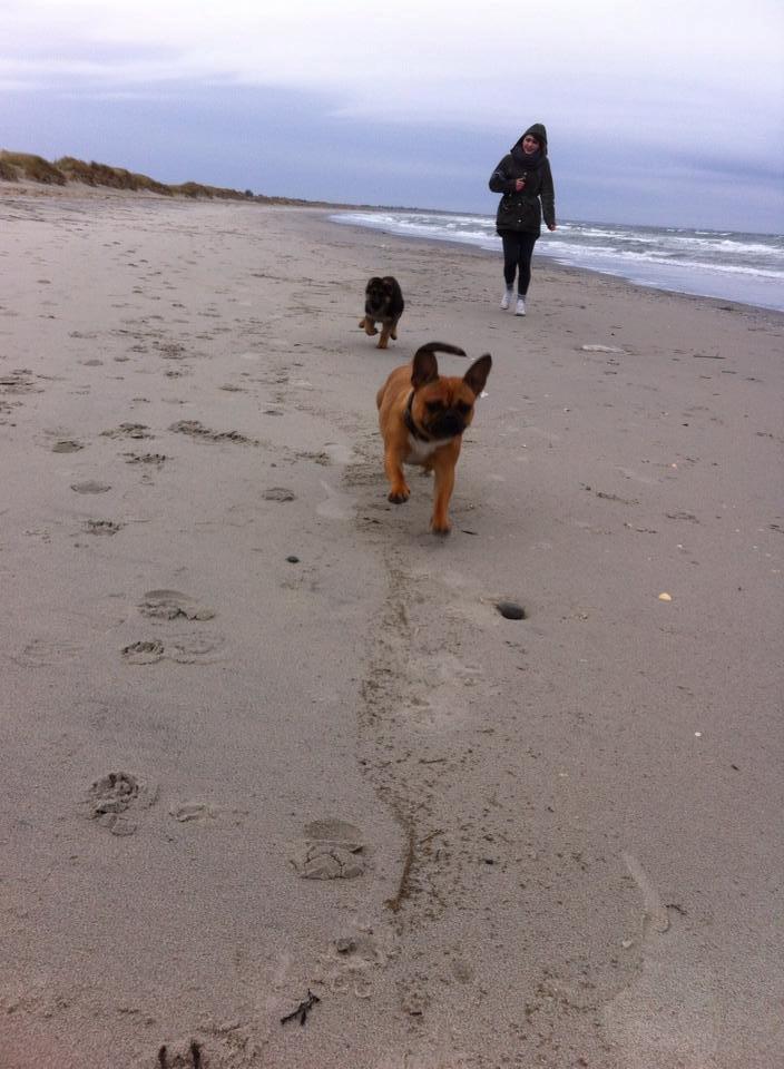 Schæferhund Jolly billede 6