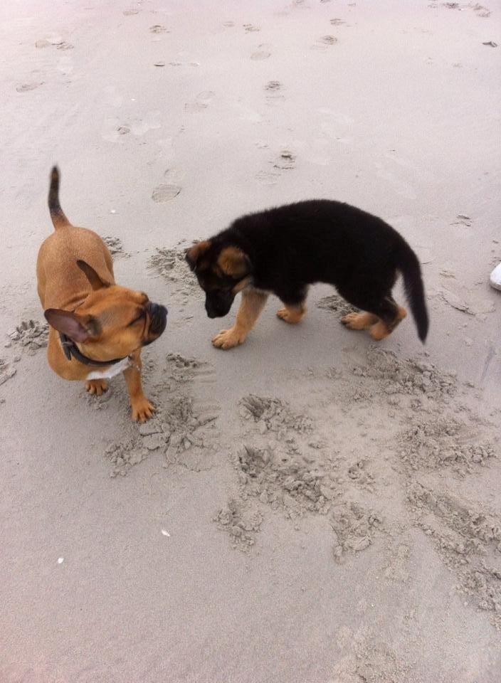 Schæferhund Jolly billede 7