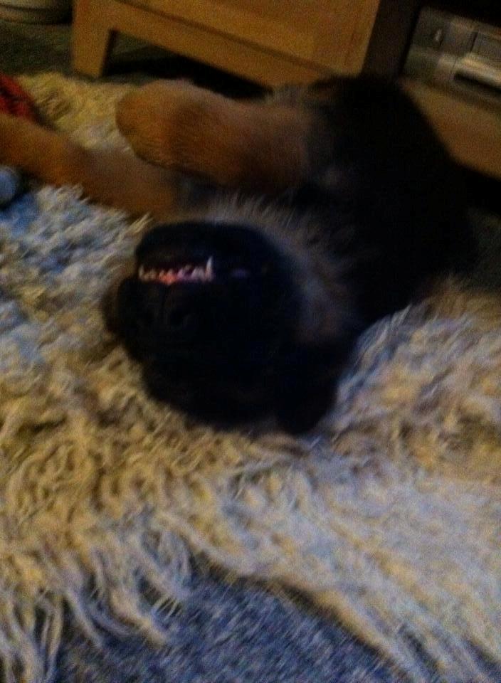 Schæferhund Jolly billede 8