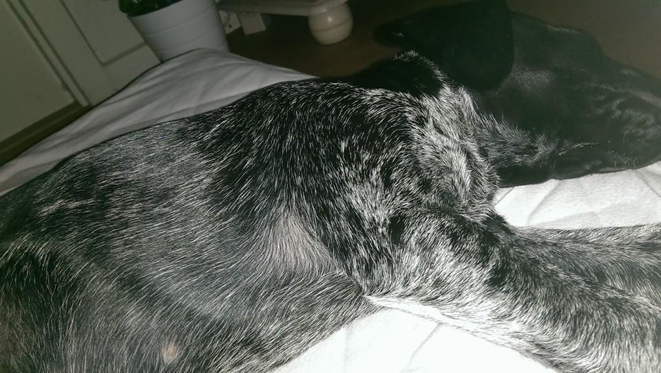 Ruhåret hønsehund Hjortlunds Eiko - Velkommen til drømmeland. Foto: Mig. billede 24