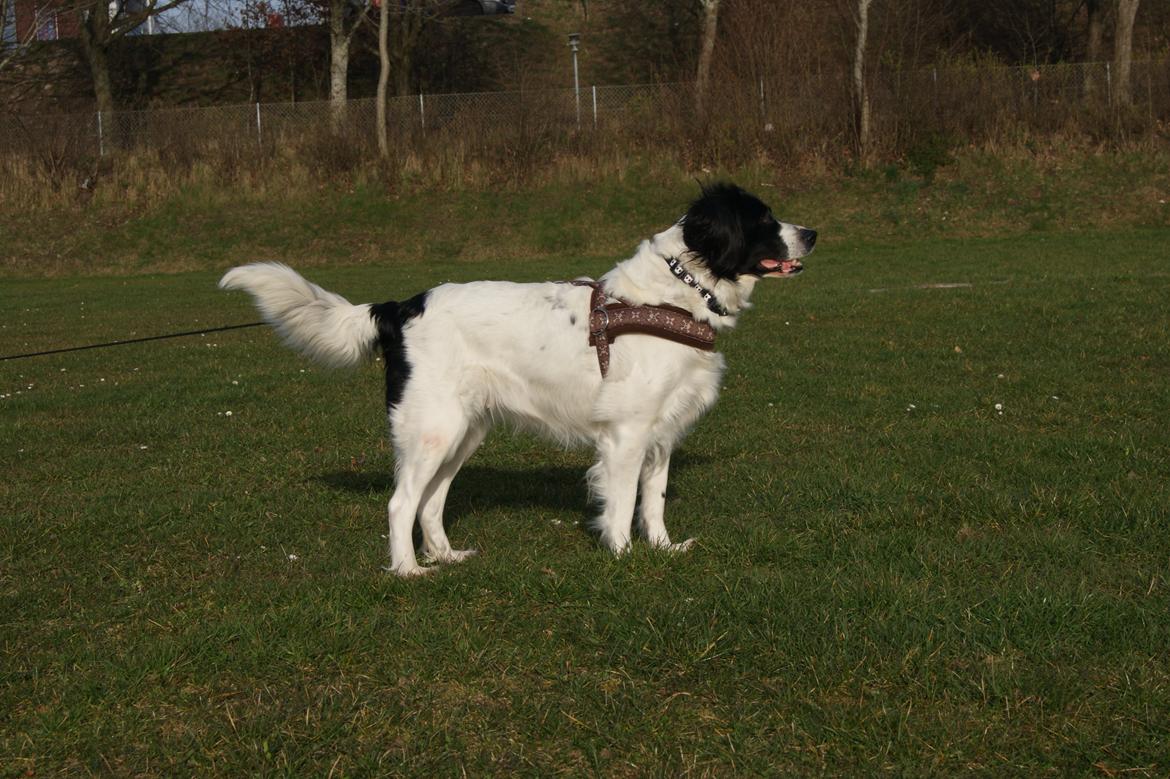 Blanding af racer Alba billede 1