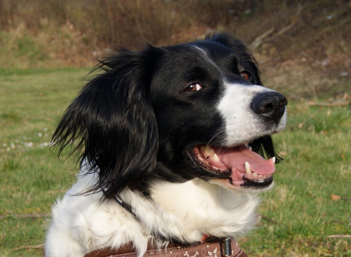 Blanding af racer Alba billede 3