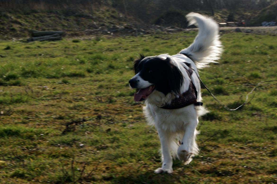 Blanding af racer Alba billede 4