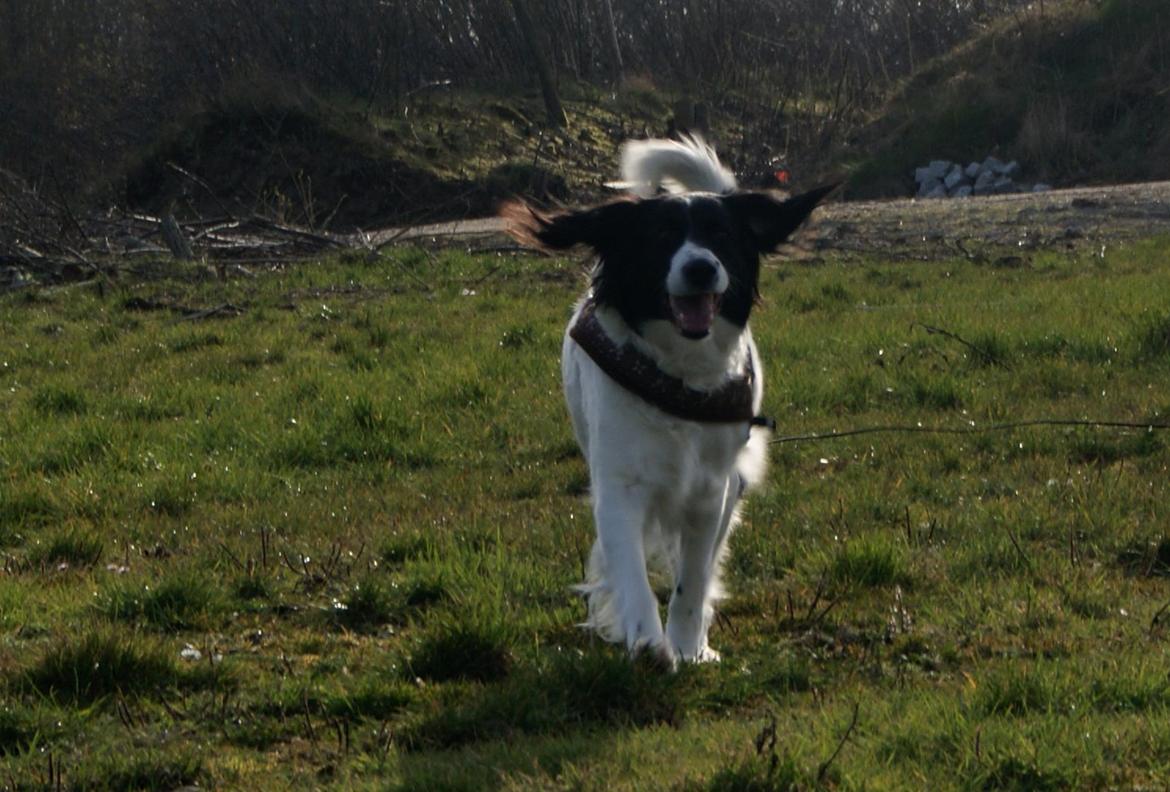 Blanding af racer Alba billede 5