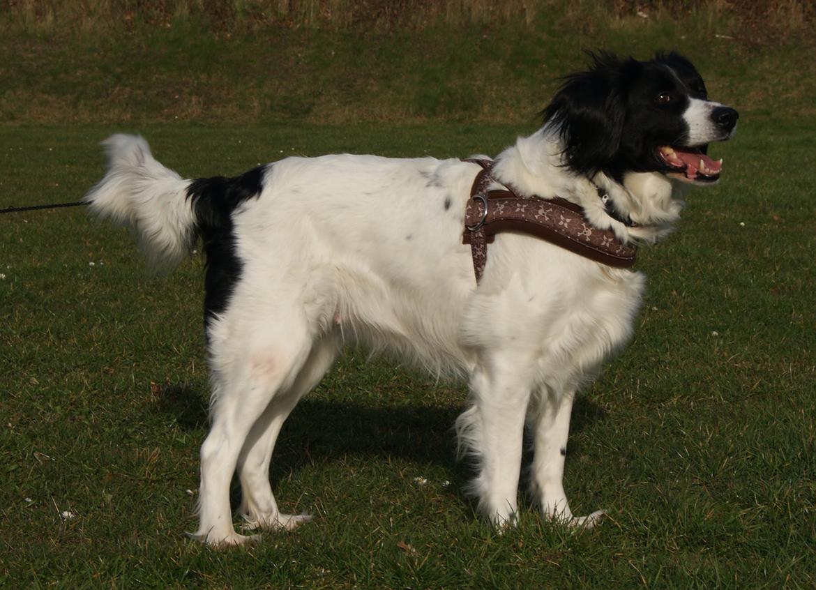 Blanding af racer Alba billede 2