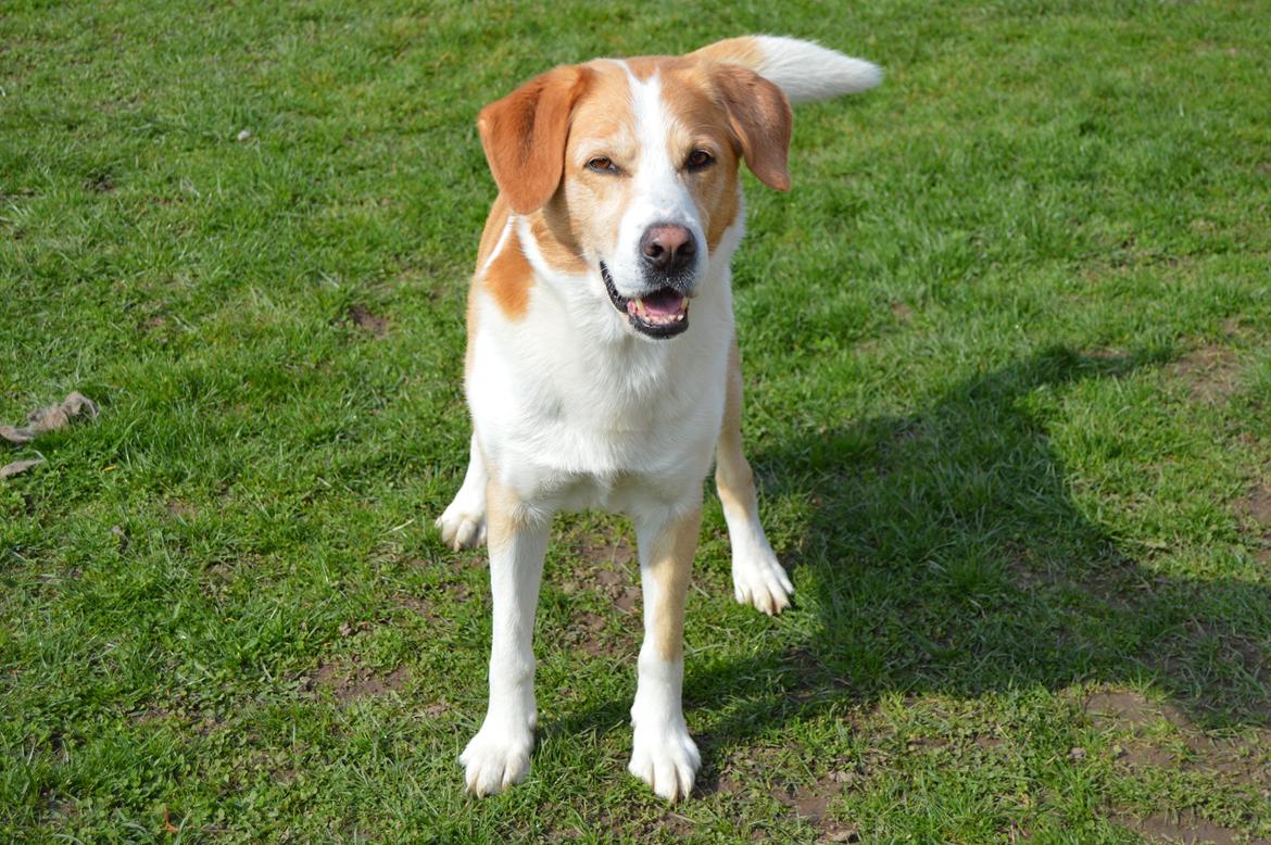 Blanding af racer Kato billede 1