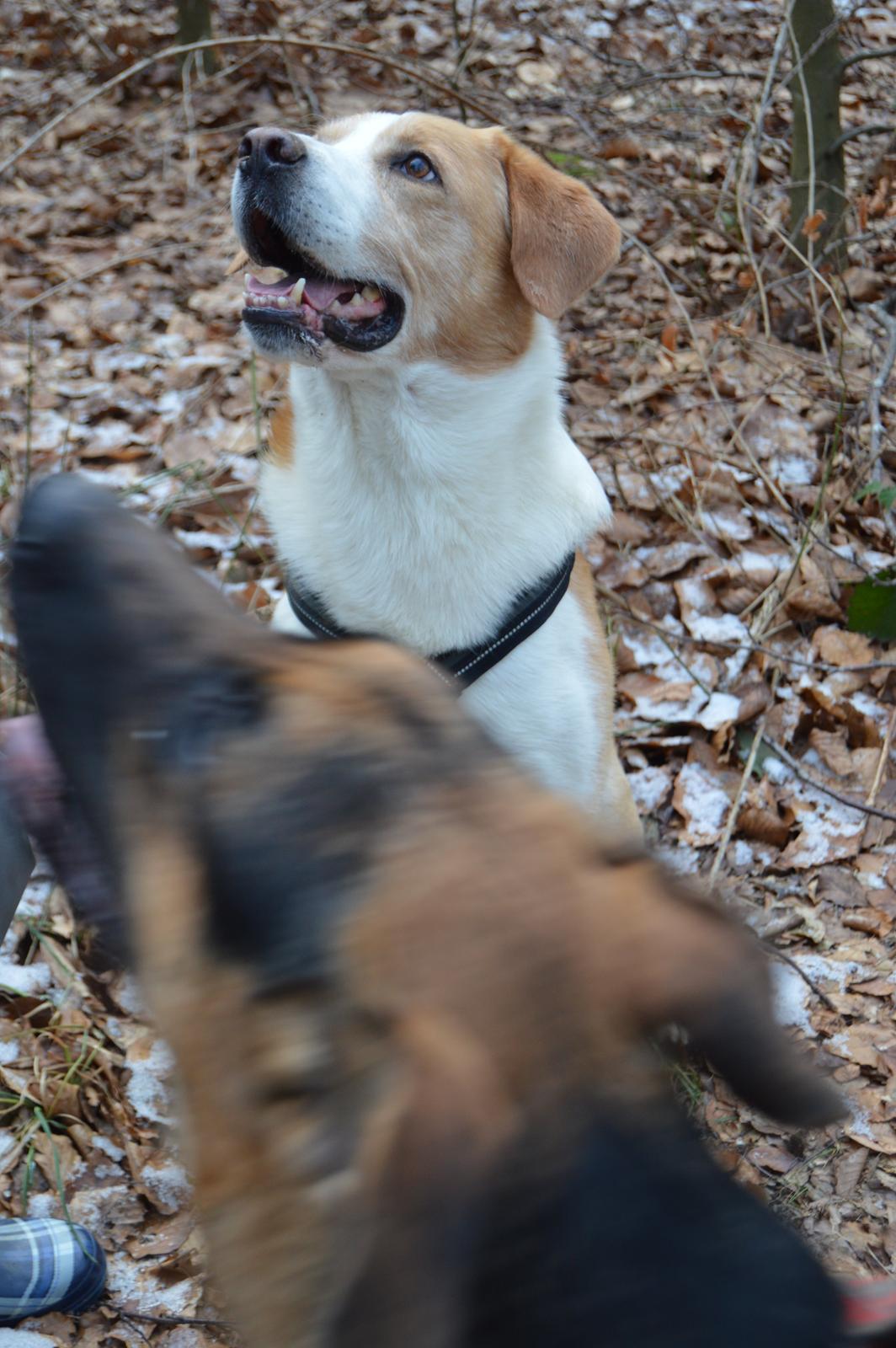 Blanding af racer Kato billede 2