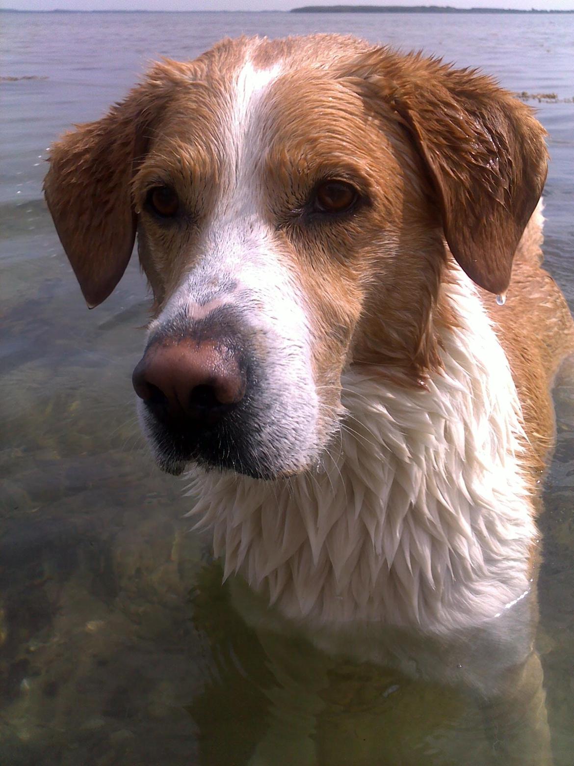 Blanding af racer Kato billede 4