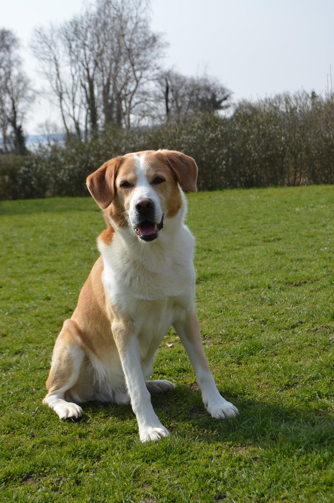 Blanding af racer Kato billede 5