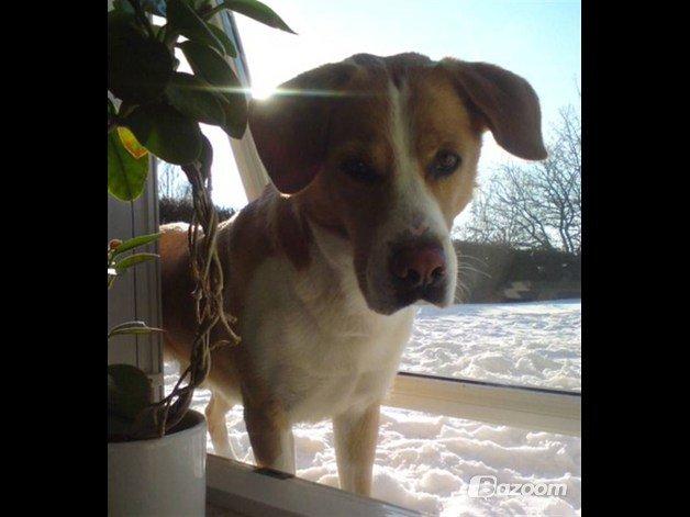 Blanding af racer Kato billede 6