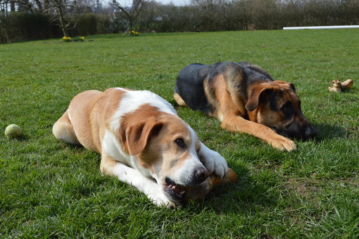 Blanding af racer Kato billede 7