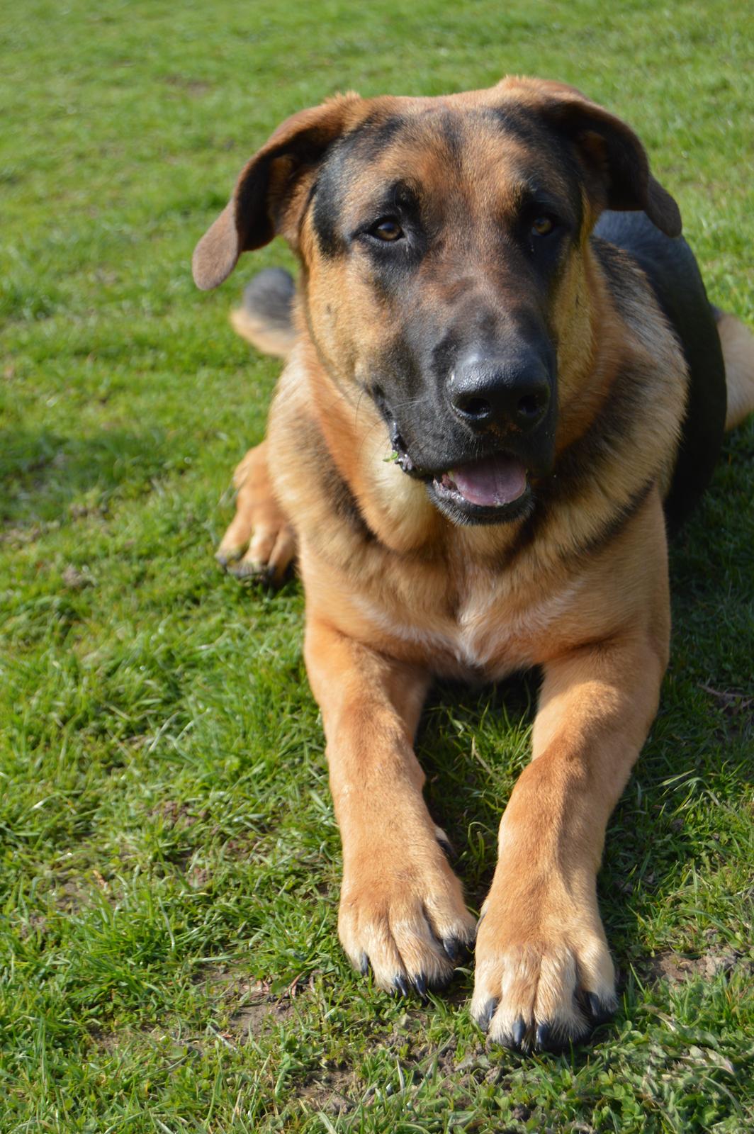 Blanding af racer Bozco billede 4