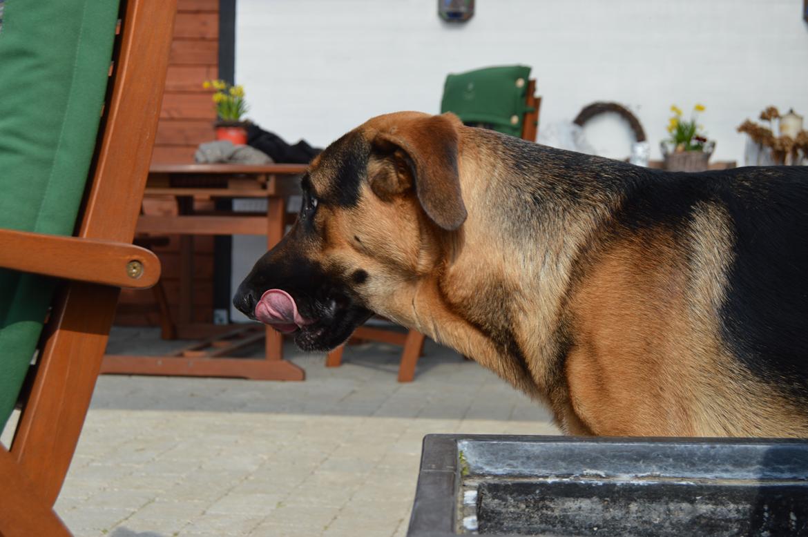 Blanding af racer Bozco billede 5