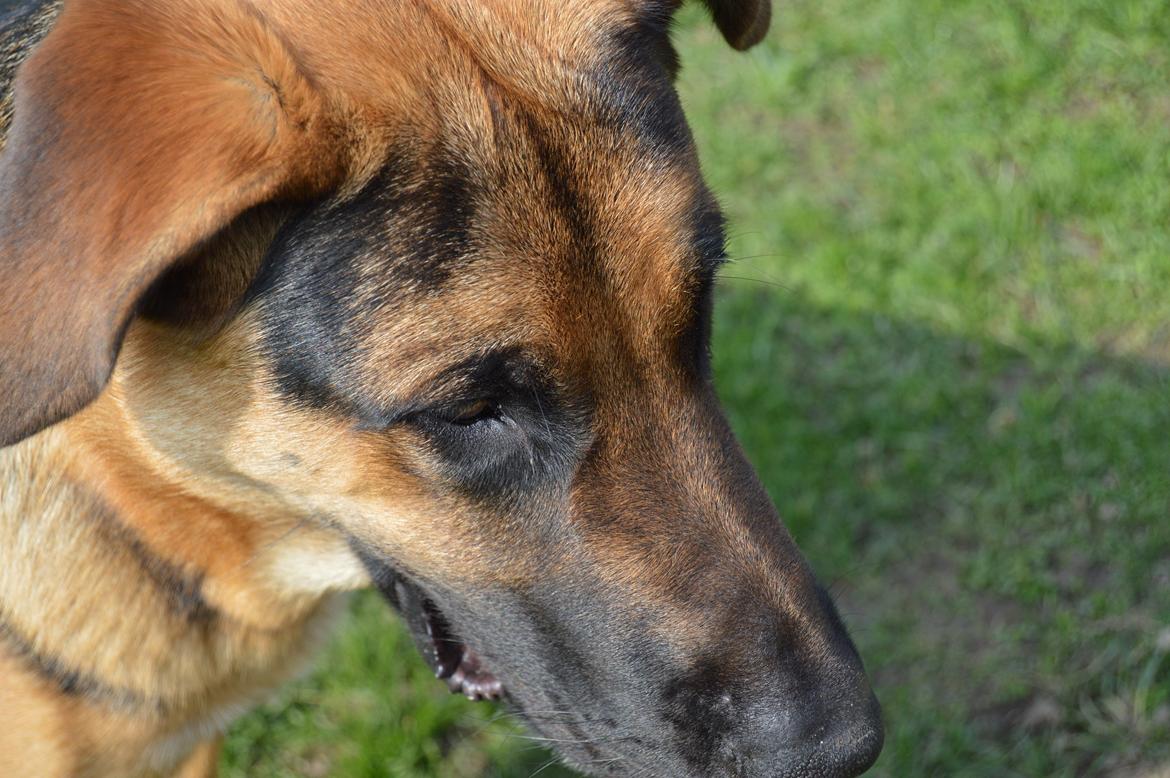 Blanding af racer Bozco billede 6