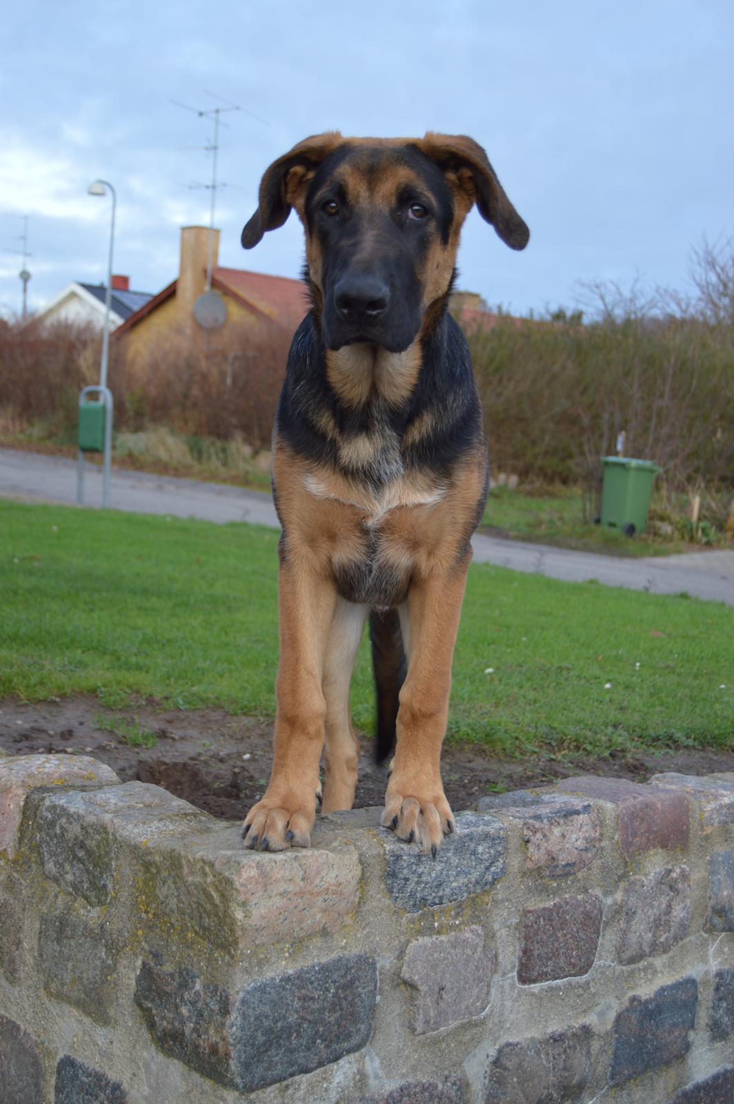 Blanding af racer Bozco billede 3