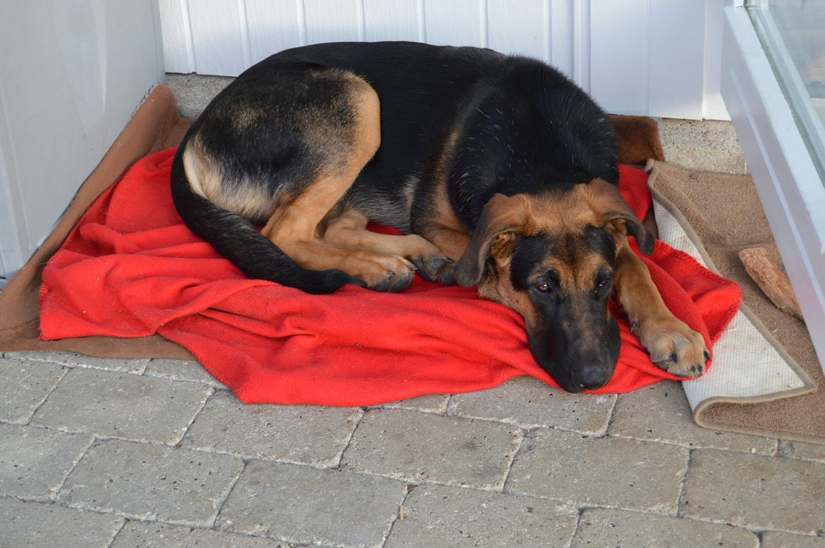 Blanding af racer Bozco billede 7