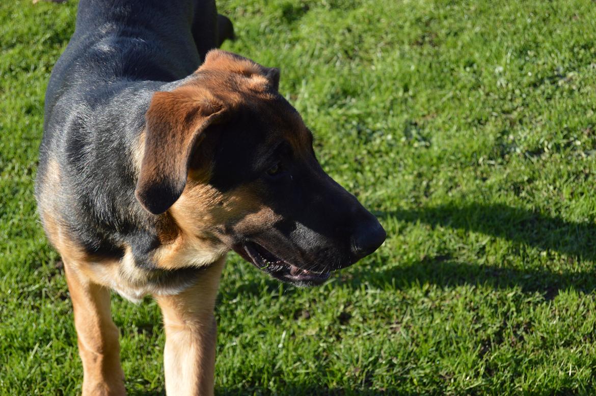 Blanding af racer Bozco billede 8