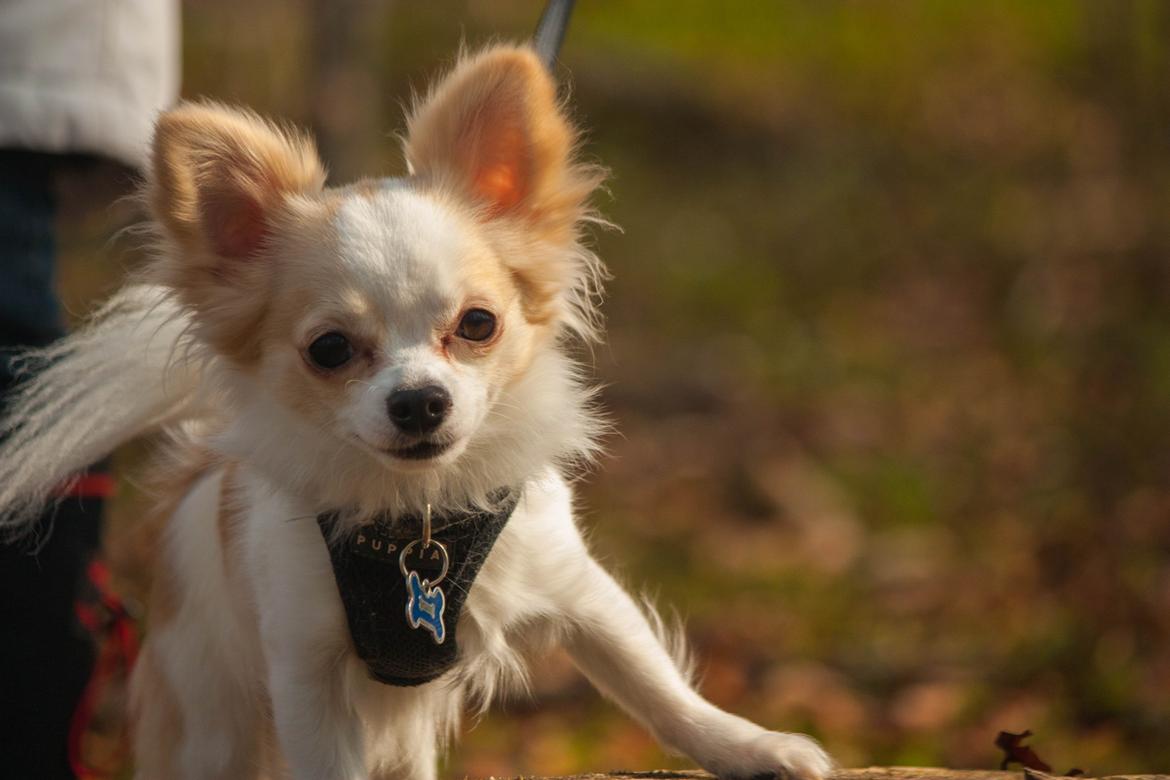 Chihuahua Zippo billede 3