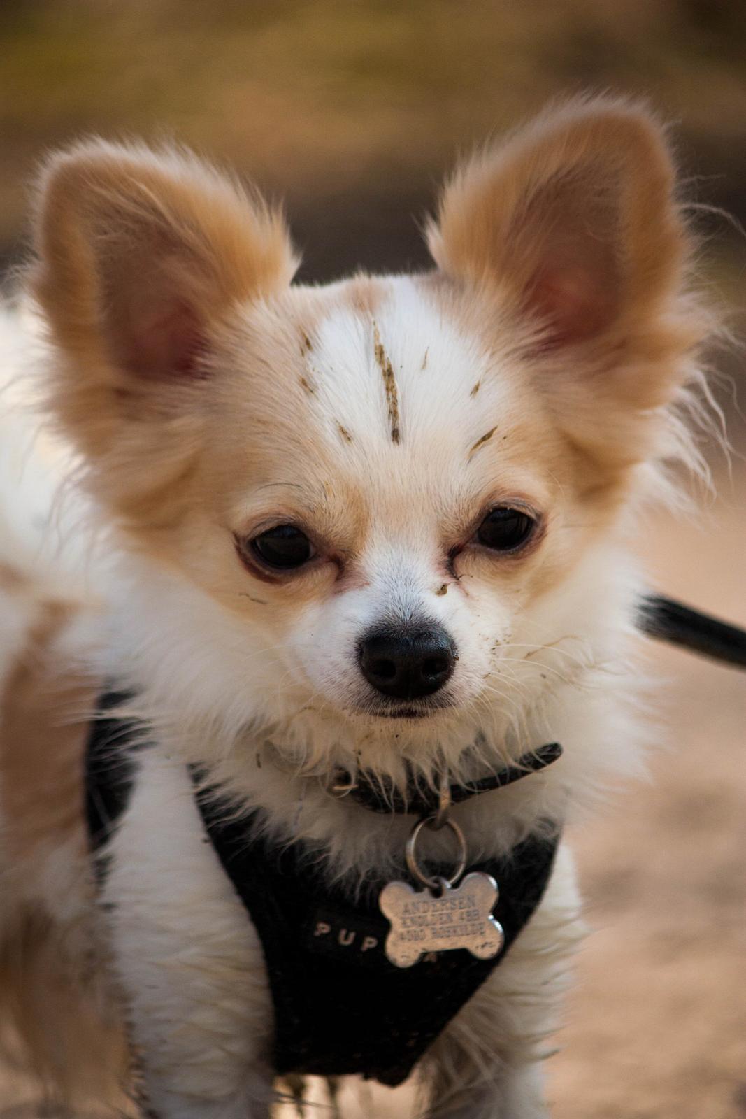 Chihuahua Zippo billede 2