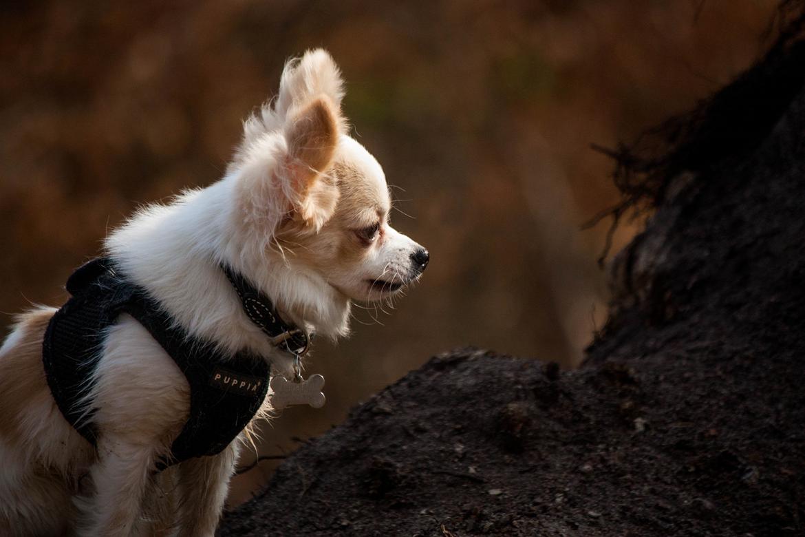 Chihuahua Zippo billede 4